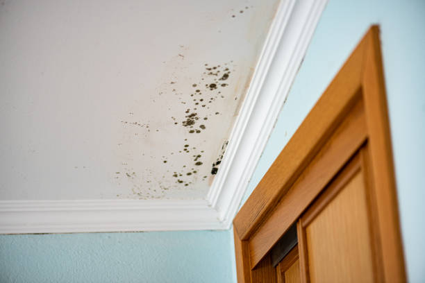 Best Black Mold Remediation in Red Oak, NC